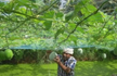 Theres an organic farming revolution building in Kerala